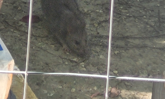 Stop aux rats à la Garenne-Colombes