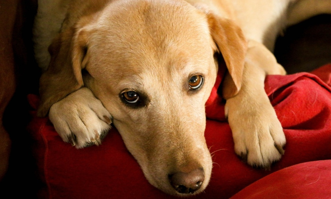 Sauvez les chiens de ma voisine