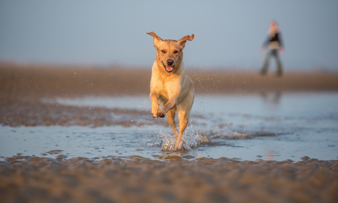 Plus de plages autorisées pour les chiens en France !