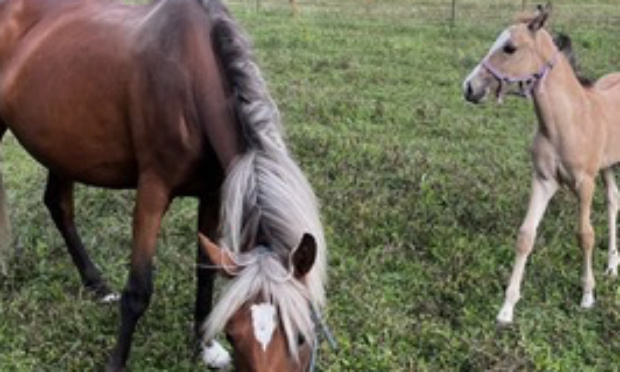 Sauvez les paddocks des chevaux dans le parc François Mitterand !