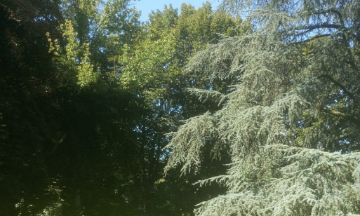 Contre la destruction des arbres et de la faune à St Cloud pour creuser un puit de lumière dans le cadre de la construction du métro 15