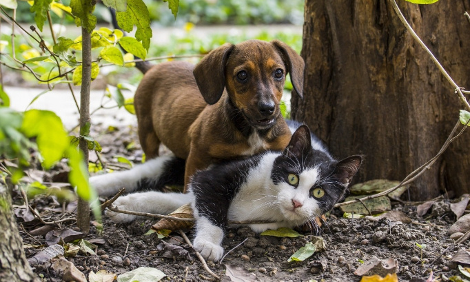 Justice pour les animaux torturés au squat de la chaumière à Saint-Denis ( La Réunion )