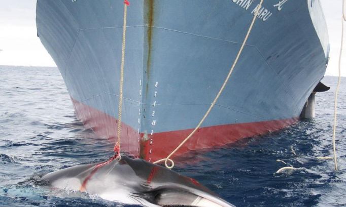 Les baleiniers japonais qui pêchent illégalement sur nos eaux doivent être lourdement sanctionnés