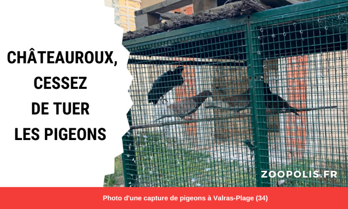 La Mairie de Châteauroux doit cesser de tuer les pigeons