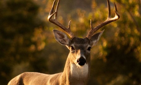 Pour que le jeune cerf errant à Beyne-Heusay, vraisemblablement domestiqué, ne soit pas abattu