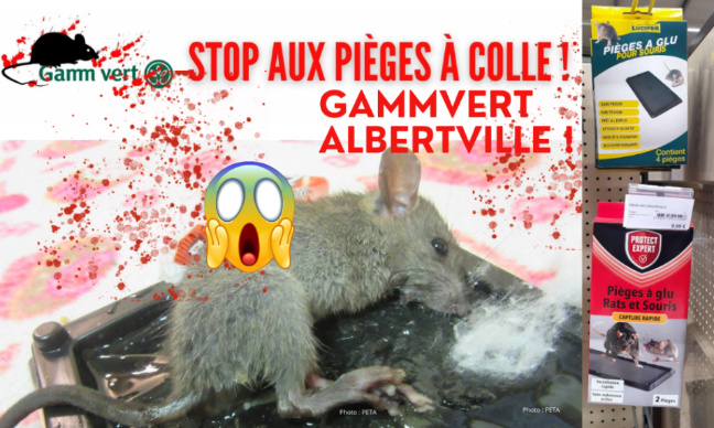 Gamm vert Albertville (73) : stop aux pièges à colle !