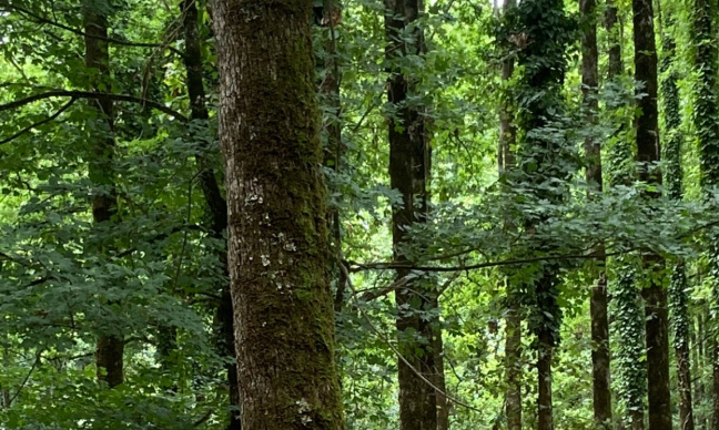 PÉTITION POUR LE REDRESSEMENT DE LA SITUATION ENVIRONNEMENTALE EN ALGÉRIE - 2025