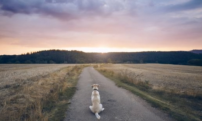 Pour la création d'un refuge pour chiens et chats dans le saumurois