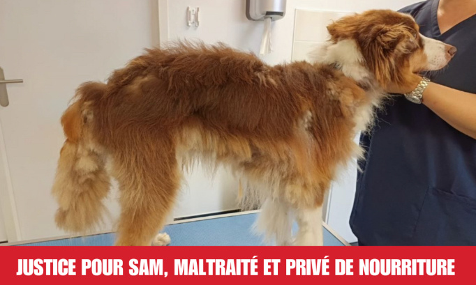 Justice pour Sam, privé de nourriture et maltraité par sa propriétaire