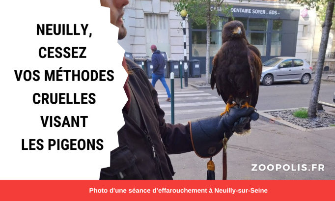 La mairie Neuilly-sur-Seine doit cesser de tuer les pigeons !