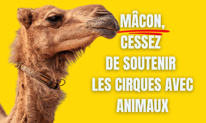 La Mairie de Mâcon doit cesser d’accueillir des cirques avec animaux