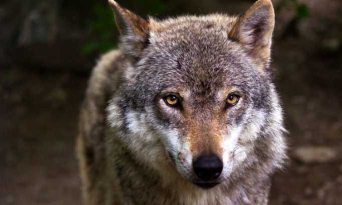 Non à l’abattage des loups du mont tendre !