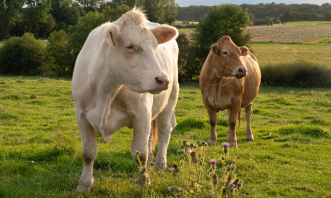 STOP AUX DONS D'ANIMAUX SUR LE BON COIN