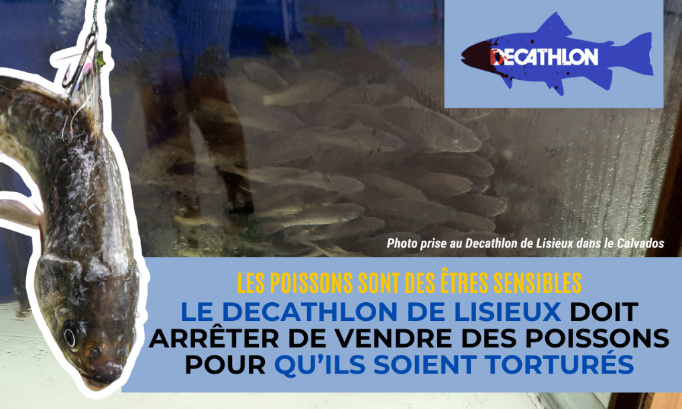 Le Decathlon de Lisieux doit arrêter de vendre des poissons pour qu’ils soient torturés