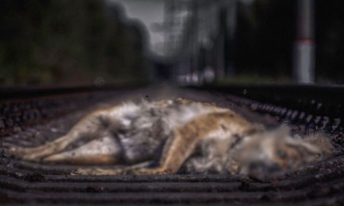 Trois heures de souffrance avant d'être écrasé par un train : justice pour le pauvre chien !