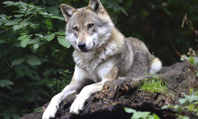 Contre l'abattage des loups dans les Ardennes