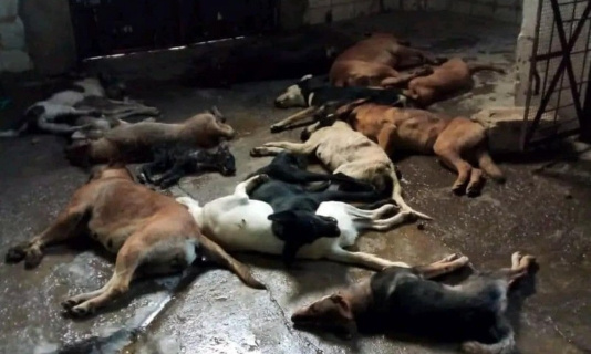 Urgence pour les animaux : Le monstrueux projet du gouvernement marocain pour éliminer tous les chiens errants du pays !!