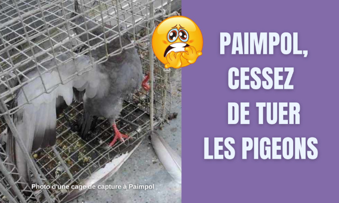 La mairie de Paimpol doit cesser de tuer les pigeons !