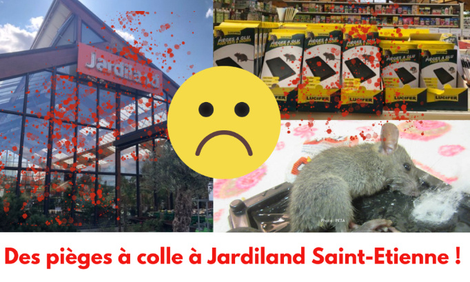 Stop aux pièges à colle au Jardiland de Saint-Etienne !