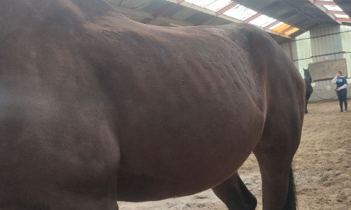 Fermer un manège pour le bien être des chevaux