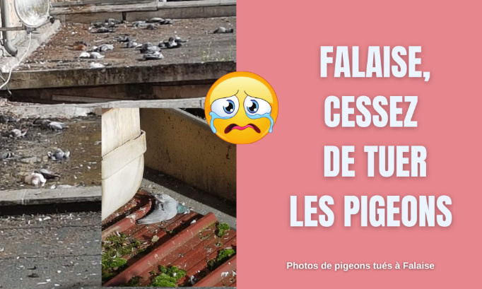 La mairie de Falaise doit cesser de tuer les pigeons !