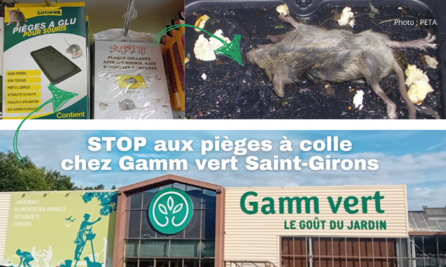 Gamm vert à Saint-Girons : stop aux pièges à colle