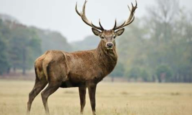 Justice pour le cerf abattu à Mons