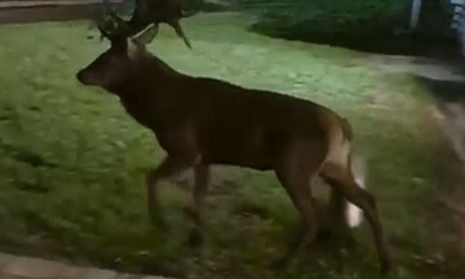 Non à l'abattage de cerfs dans Mons !