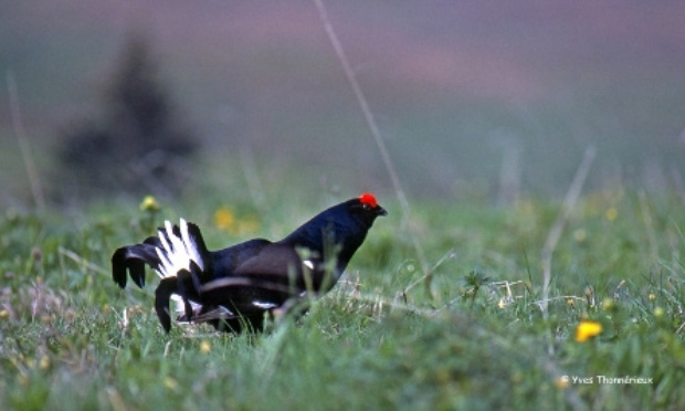 Empêchons la chasse des dernier tétras-lyres dans la Drôme