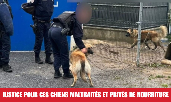 Justice pour ces chiens maltraités et privés de nourriture