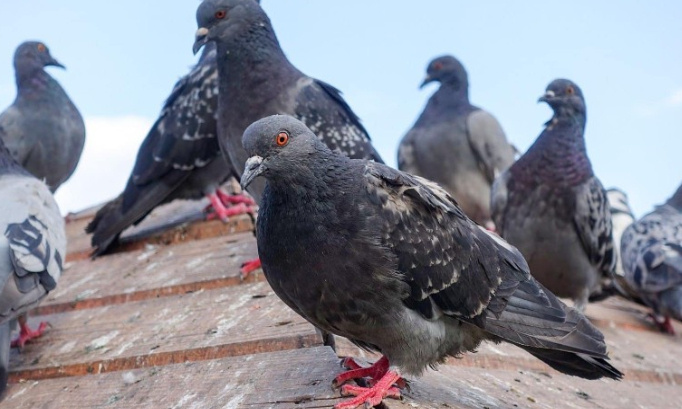 "Halte aux Pigeons : Préservons la Propreté et la Tranquillité de Notre Ville"