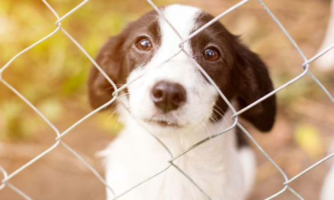 Contre la surpopulation d'animaux de compagnie, la surtaxe des animaux fruits d'elevage.