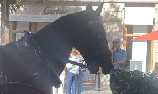 Stop à la maltraitance des chevaux à Palma de Majorque