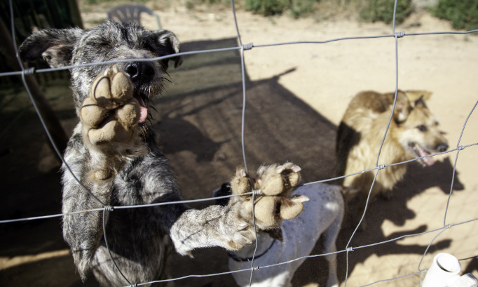 Stop aux élevages de chiens clandestins