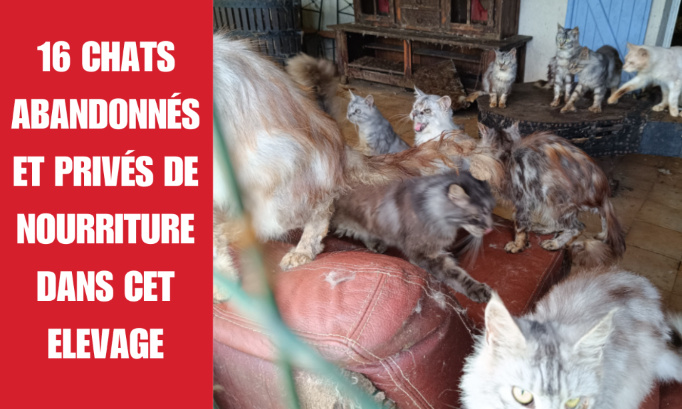 Justice pour 16 chats abandonnés et privés de nourriture dans un élevage