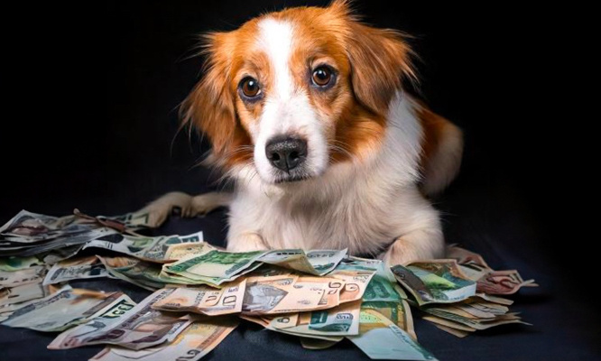 Non à une taxe sur les chiens !