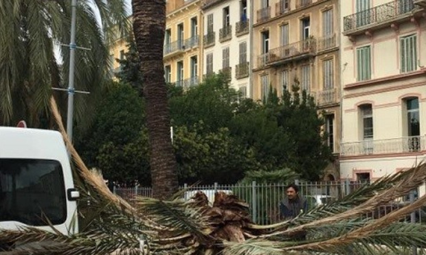 Sauvons nos palmiers du charançon rouge !