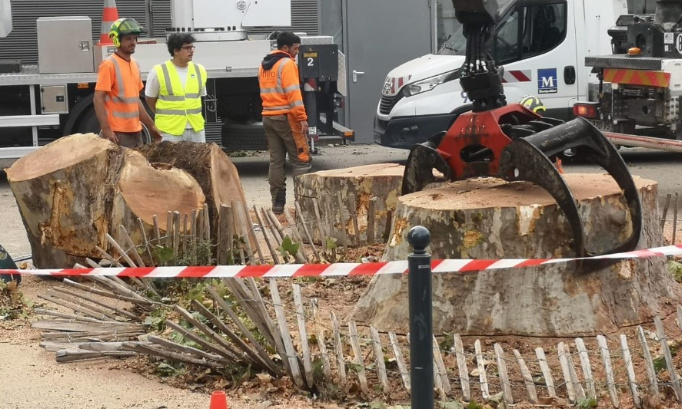 Défendons Nos Platanes à Montpellier - Réclamons un délai pour une contre expertise