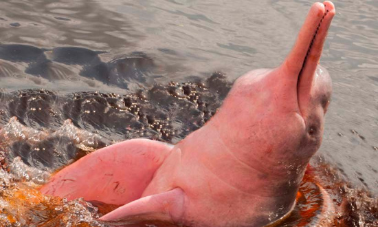 Protégeons les dauphins roses, une espèce grandement menacée !