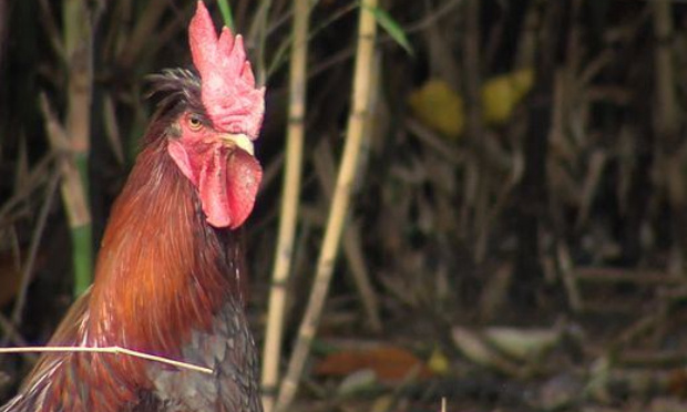 Urgent : Aidez-nous à garder notre coq Ricco !