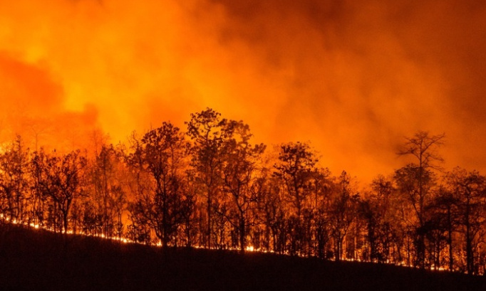 Sauvons l'Amazonie avant qu'il ne soit trop tard