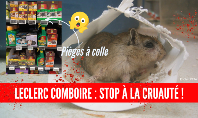 Leclerc Comboire (Echirolles) : stop aux pièges à colle !