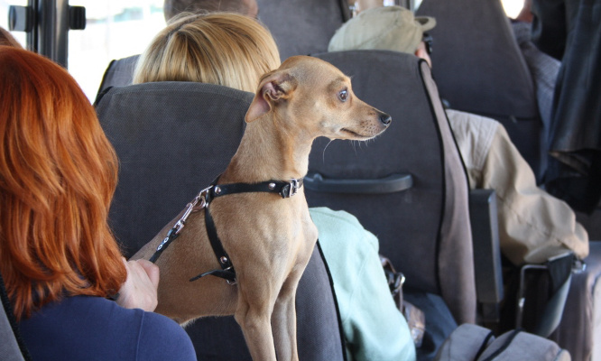 Autorisez tous les animaux à voyager avec leurs maîtres dans les transports en commun type Flixbus et Blablabus etc