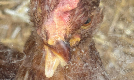 Truffaut réexploite des poules déjà victimes de maltraitance – Non à la cruauté animale !