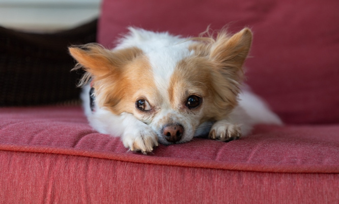 Je désire récupérer mes chihuahuas qu'on m'a saisis