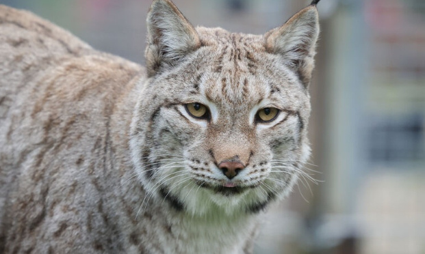 Justice exemplaire pour le jeune lynx tué à coups de pelle dans le Bas Rhin