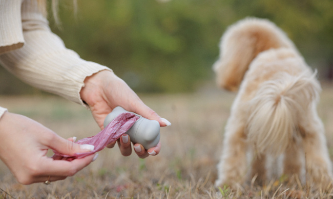 Stop aux rues sales et aux déjections canines !