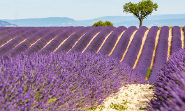 NON au projet antenne relais 5G sur le plateau de Valensole le long de champs de lavandes