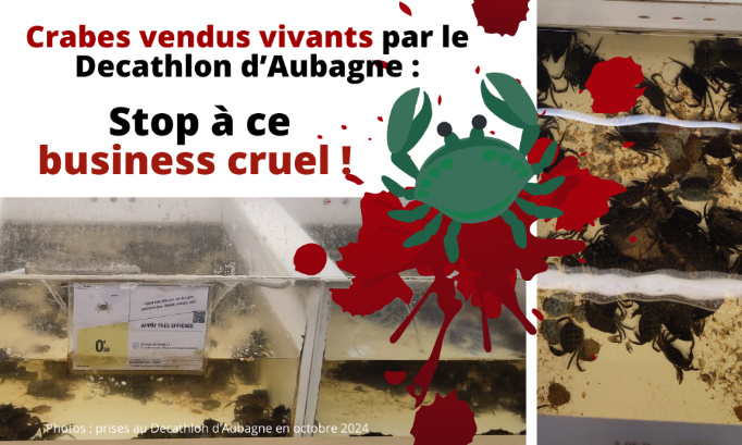 Crabes vendus vivants par le Decathlon d’Aubagne : stop à ce business cruel !