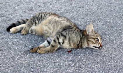 Protection des habitants et animaux : pour des dos d’ânes ou ralentisseurs dans notre rue !